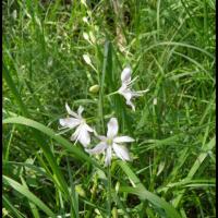 29 antheric a fleurs de lis anthericum liliago anthericacee