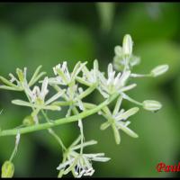 290 ornithogale des pyrenees ornithogalum pyrenaicum hyacinthacée