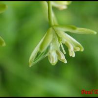 290 ornithogale des pyrenees ornithogalum pyrenaicum hyacinthacée