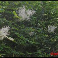 292 reine des bois aruncus dioicus rosacée