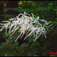 292 reine des bois aruncus dioicus rosacée