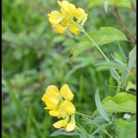 294 gesse des pres lathyrus pratensis fabacée