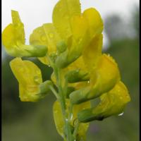 294 gesse des pres lathyrus pratensis fabacée