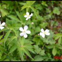 295 renoncule a feuilles de platane ranunculus platanifolius ranunculacée