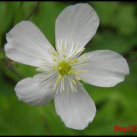 295 renoncule a feuilles de platane ranunculus platanifolius ranunculacée