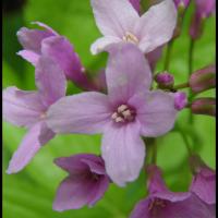 296 dentaire a 5 folioles cardamine pentaphyllos brassicacée