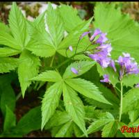 296 dentaire a 5 folioles cardamine pentaphyllos brassicacée