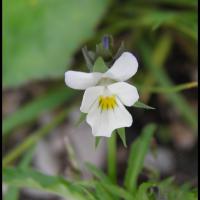 297 pensee des champs viola arvensis violacée