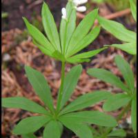 299 gaillet odorant galium odoratum rubiacée