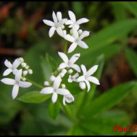 299 gaillet odorant galium odoratum rubiacée