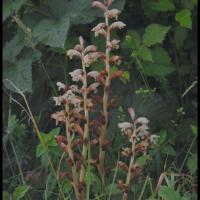 30 orobanche du gaillet orobanche caryophyllacea orobanchacee