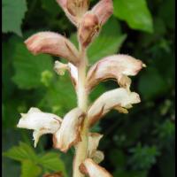 30 orobanche du gaillet orobanche caryophyllacea orobanchacee