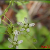 300 saxifrage a feuilles rondes saxifraga rotundifolia saxifragacée