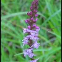 301 gymnadene odorante gymnadenia odoratissima orchidacée