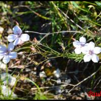 302 lin a feuilles menues linum tenuifolium linacée