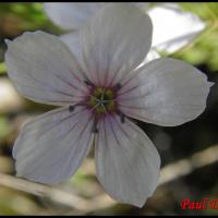 302 lin a feuilles menues linum tenuifolium linacée