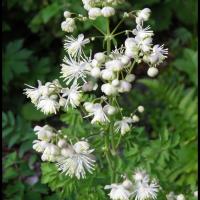 304 pigamon a feuilles d ancolie thalicrum aquilegiifolium ranunculacée