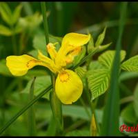 305 iris jaune iris pseudacorus iridacée