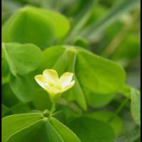 306 oxalis cornicule oxalis corniculata oxalidacée