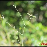 309 buplevre en faux bupleurum falcatum apiacée