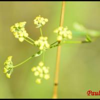 309 buplevre en faux bupleurum falcatum apiacée