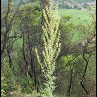 31 molene lychnite verbascum lichnitis scrophulariacee