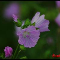 312 mauve musquee malva moschata malvacée