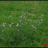 312 mauve musquee malva moschata malvacée