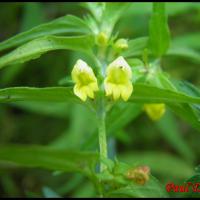 313 melampyre des bois melampyrum sylvaticum scrophulariacée