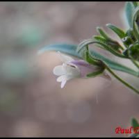 314 petite linaire chaenorrhinum minus scrophulariacée