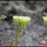 315 orpin des rocher sedum rupestre crassulacée