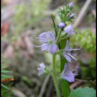 316 veronique officinale veronica officinalis scrophulariacée