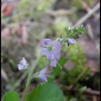 316 veronique officinale veronica officinalis scrophulariacée