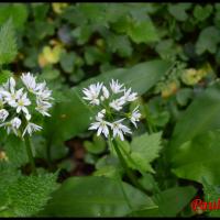 317 ail des ours allium ursinum alliacée