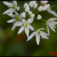 317 ail des ours allium ursinum alliacée