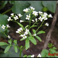 318 cardamine amere cardamine amara brassicacée