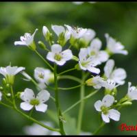 318 cardamine amere cardamine amara brassicacée