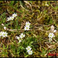 319 drave du printemps erophila verna brassicacée