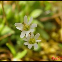 319 drave du printemps erophila verna brassicacée