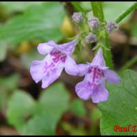 320 lierre terrestre glechoma hederacea lamiacée