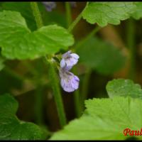 320 lierre terrestre glechoma hederacea lamiacée