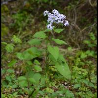 321 lunaire vivace lunaria rediviva brassicacée