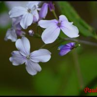 321 lunaire vivace lunaria rediviva brassicacée