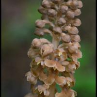 323 neottie nid d oiseau neottia nidus avis orchidacée