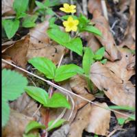 324 lysimaque des bois lysimachia nemorum primulacée