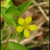 324 lysimaque des bois lysimachia nemorum primulacée