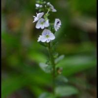 325 veronique a feuilles de serpolet veronica serpyllifolia scrophulariacée