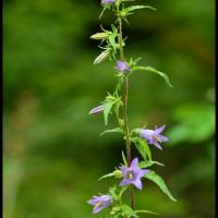 327 campanule fausse raiponce campanula rapunculoides campanulacée