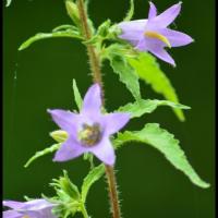 327 campanule fausse raiponce campanula rapunculoides campanulacée