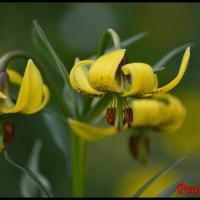 328 lis des pyrenees lilium pyrenaicum liliaceae